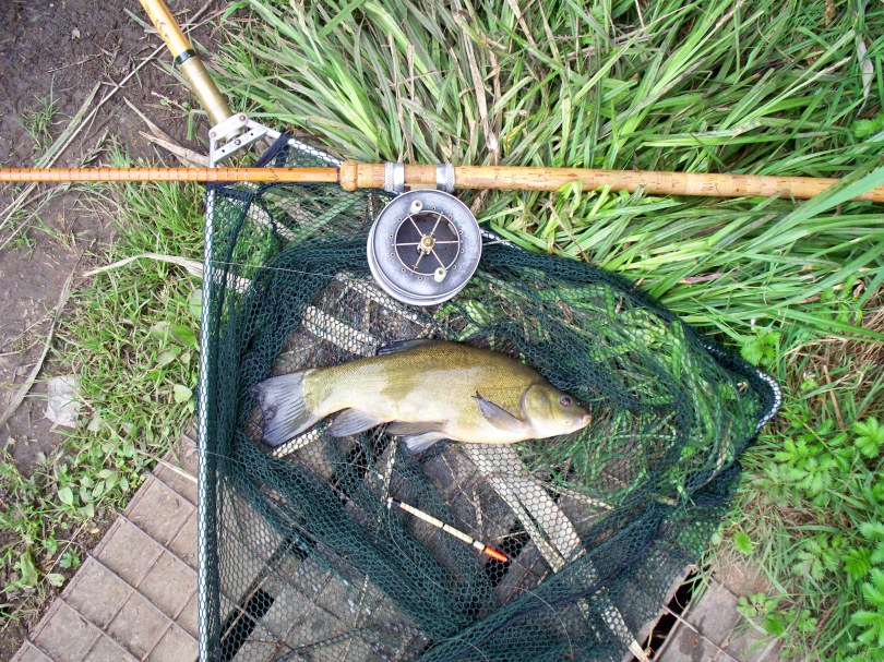 Picture of a Tench in a vintage landing net