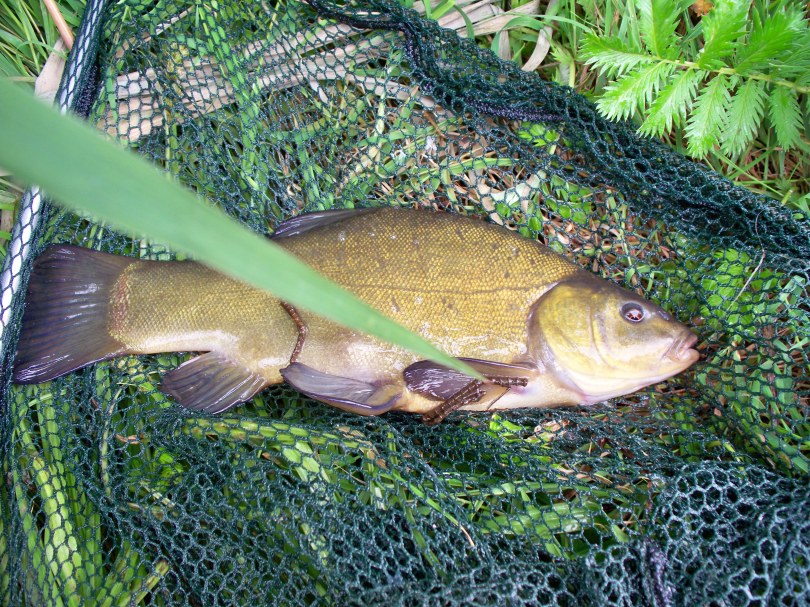Picture of a Tench in a vintage landing net