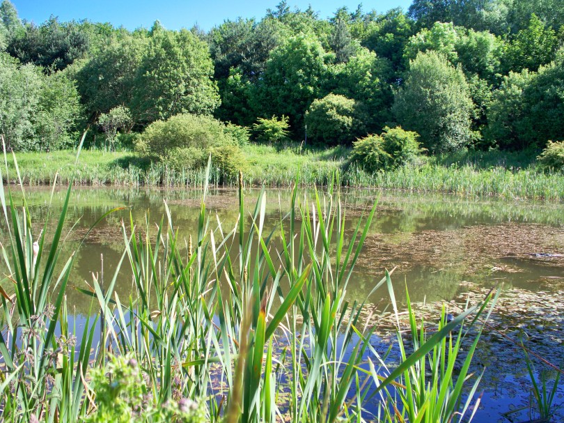 Picture of a lake in the sunshine