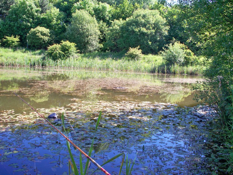 Picture of a weed choked lake