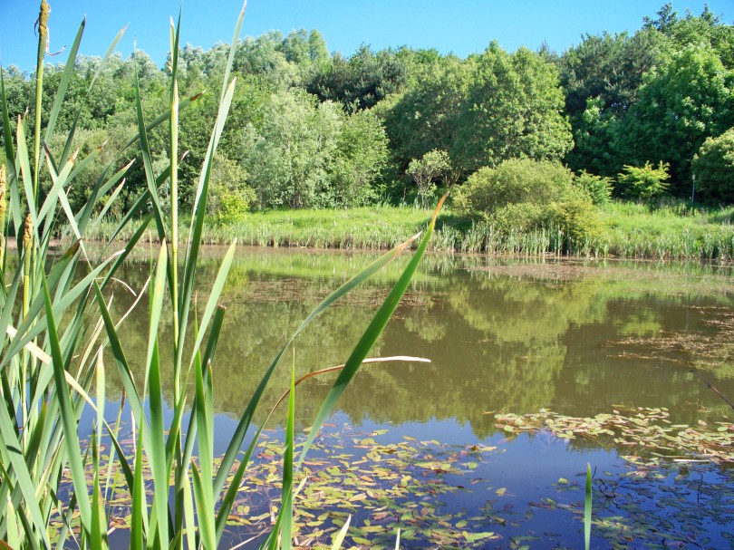 Picture of a lake on a very sunny day
