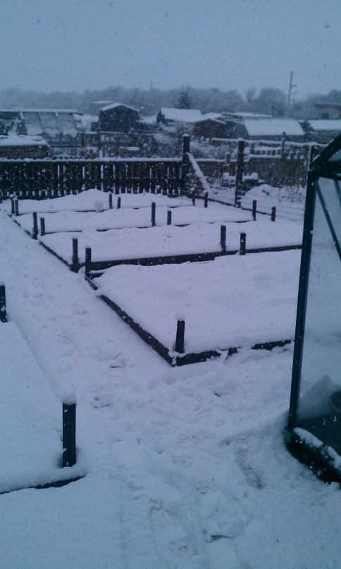 Picture of snow fall covering the raised beds at an allotment