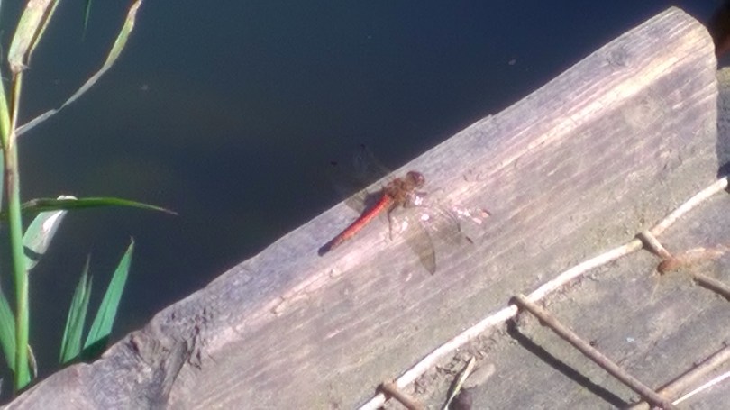 Picture of a small Damsel fly