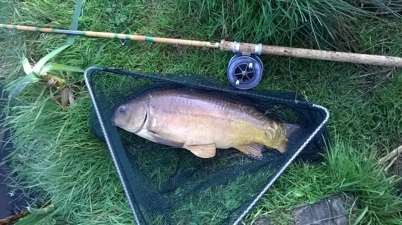 Picture of a double figure Mirror Carp in a vintage landing net with an Edgar Sealey rod and vintage Allcocks Aerial fishing reel
