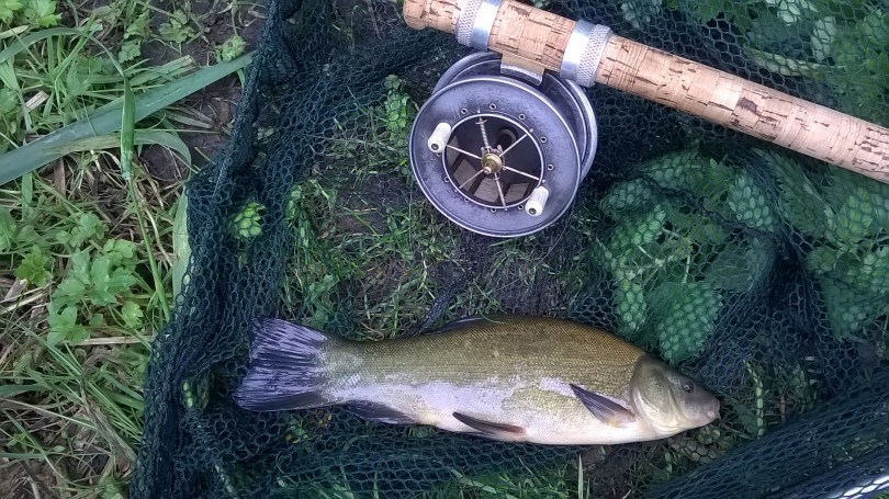 Picture of a Tench in a vintage landing net and Edgar Sealey split cane rod and Allcocks Aerial Popular fishing reel