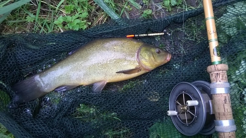 Picture of a Tench in a vintage landing net and Edgar Sealey split cane rod and Allcocks Aerial Popular fishing reel