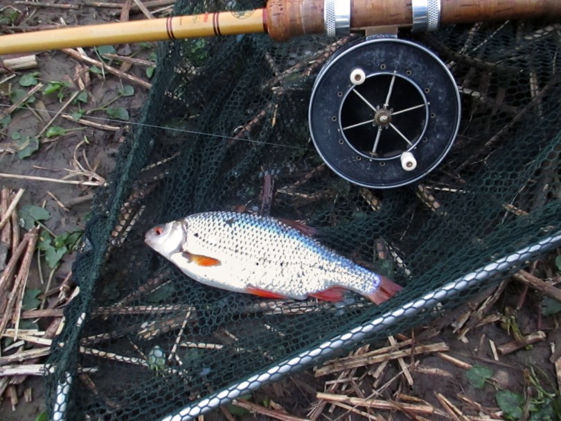 Picture of a Roach in a landing net with an Edgar Sealey Floatcaster rod with Allcocks Aerial Popular reel