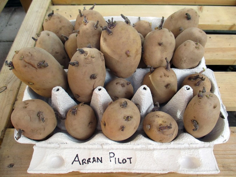 Picture of Arran Pilot potatoes chitting in an egg tray