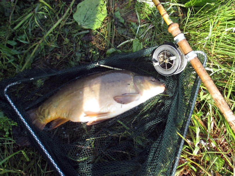 Picture of a double figure Mirror Carp in landing net along side and Edgar Sealey split cane fishing rod and vintage Allcocks Aerial Popular reel