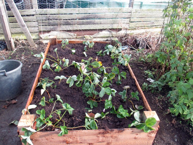 Picture of a raised bed of new strawberry plants