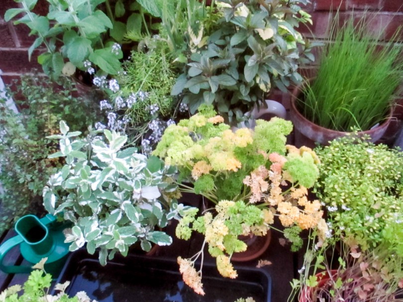 Picture of a giant tea cup planted up with a number of various herbs
