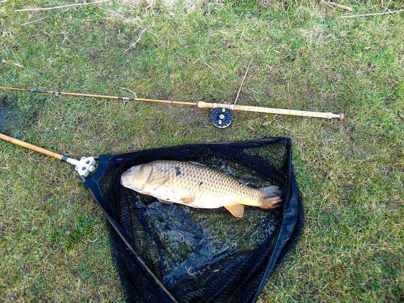 Picture of a double figure Common Carp in a vintage landing net along side a mark iv split cane vintage rod
