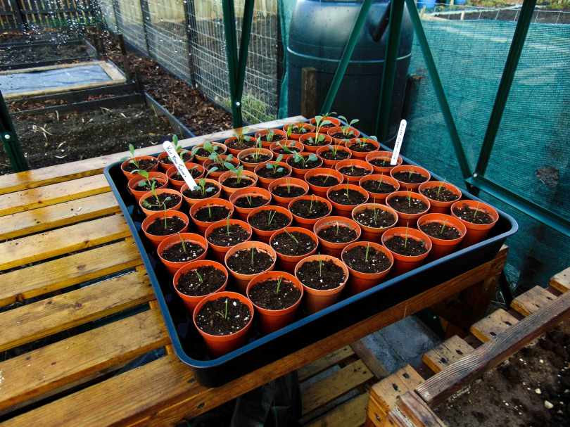 Picture of a tray of transplanted seedlings into three inch pots on a bench in a greenhouse