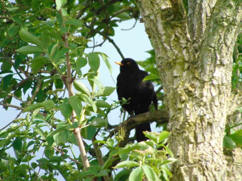 Picture of a Blackbird singing in a tree