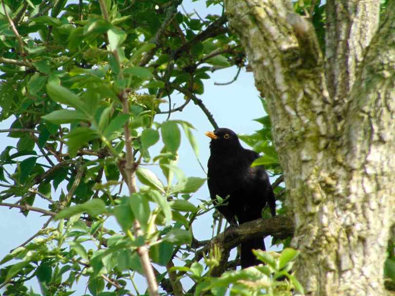 Picture of a Blackbird singing in a tree