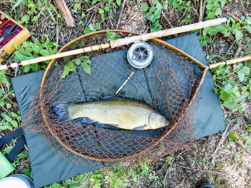 Picture of a Tench in a vintage Ash loop fishing net
