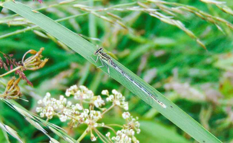 Picture of a Damsel fly on a blade of grass
