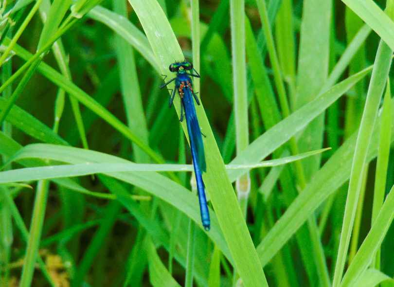 Picture of a Damsel fly on a blade of grass