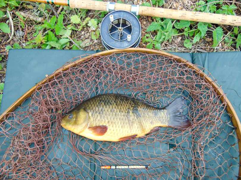 Picture of a Crucian Carp in a vintage Ash loop landing net with a split cane Edgar Sealey fishing rod and Allcocks Aerial Popular fishing reel.