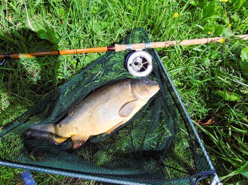 Picture of a double figure Mirror Carp in a vintage landing net with a split cane Fred J Taylor fishing rod and Allcocks Aerial Popular fishing reel