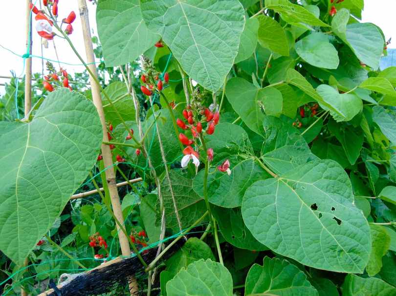 Picture of flowers on a broad bean plant