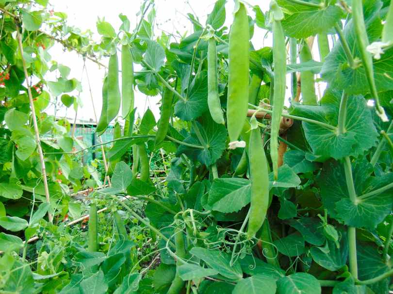 Picture of pea pods on a pea plant