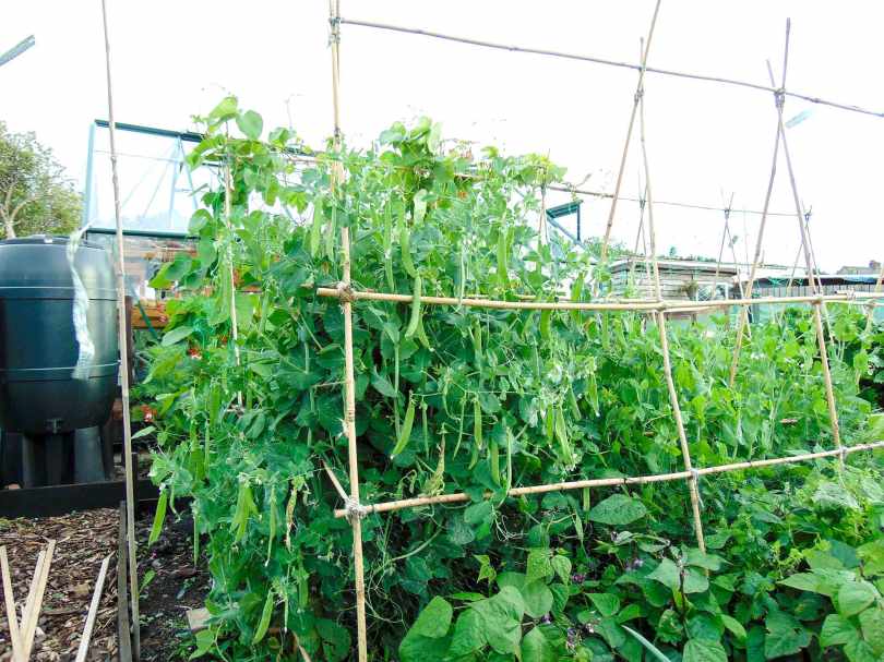 Picture of pea pods on a pea plant