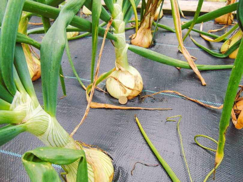 Picture of a one pound coin against a giant onion