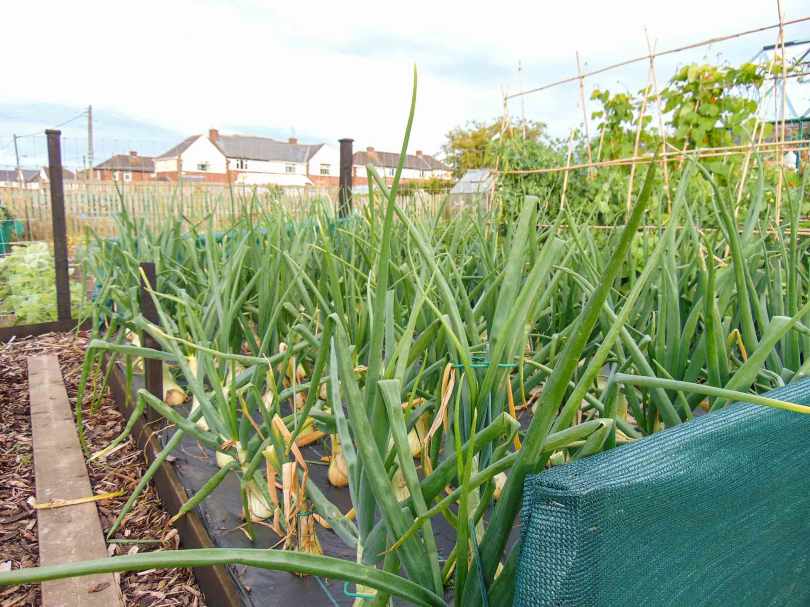 Picture of rows of giant onions