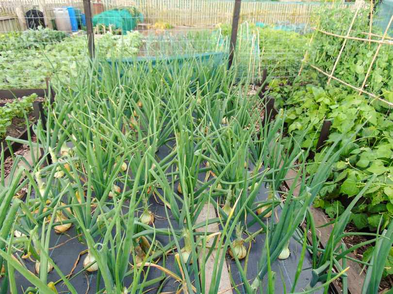 Picture of a raised bed of giant onions