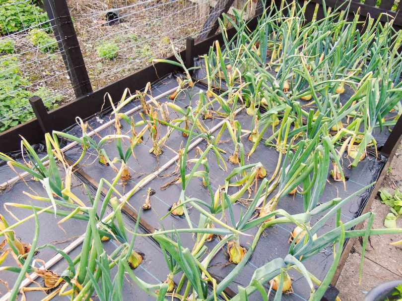 Picture of a raised bed of onions that have been damaged