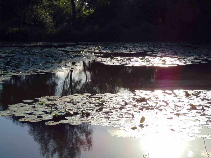 Picture of a lake covered with water lillies