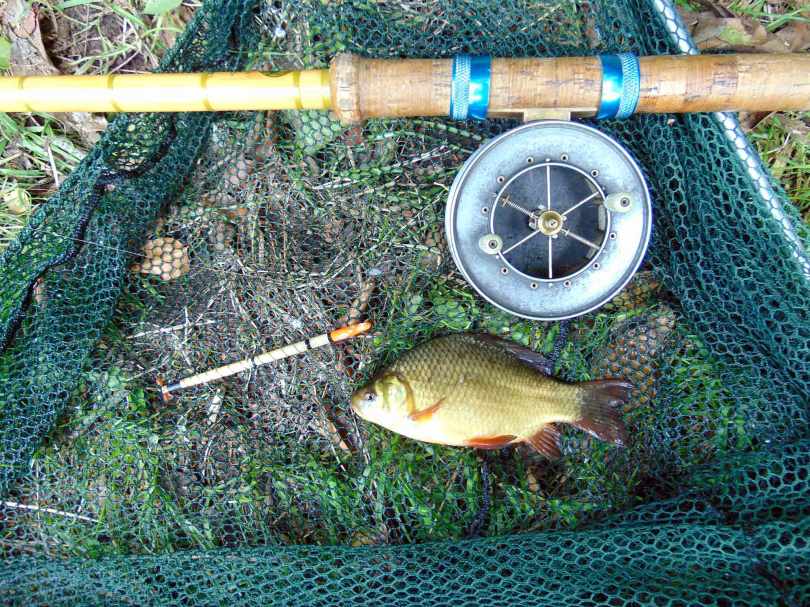 Picture of a Crucian Carp in a vintage landing net along side a split cane fishing rod