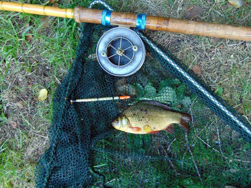 Picture of a Crucian Carp in a vintage landing net along side a split cane fishing rod