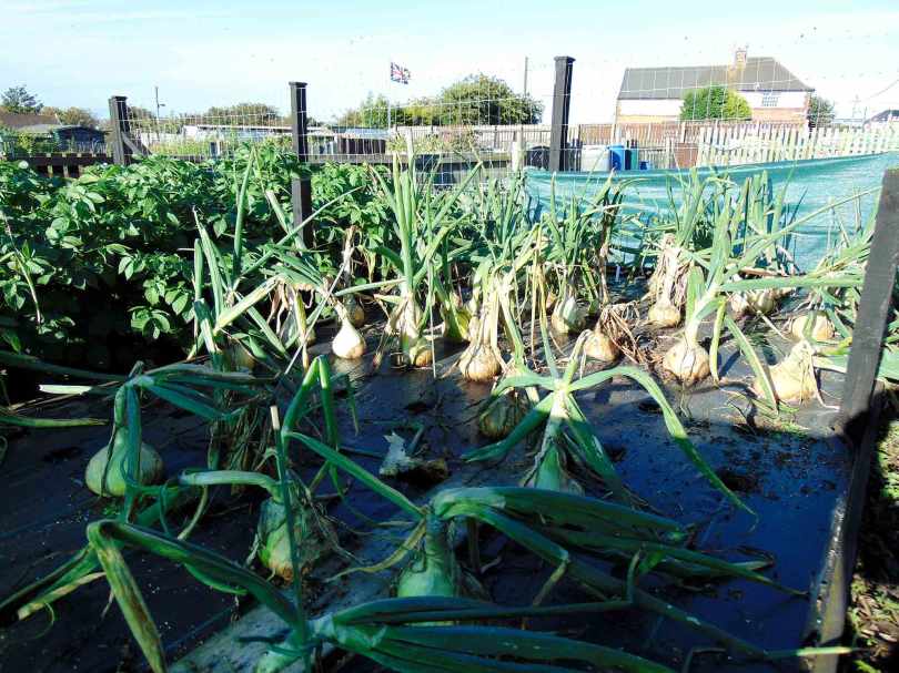Picture of giant onions