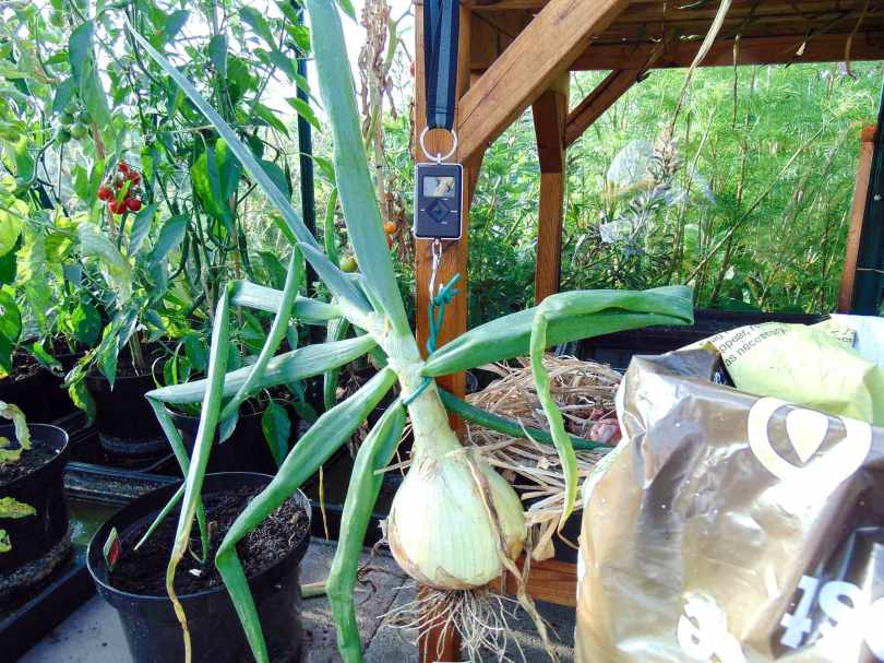 Picture of a 3lb 5oz giant onion being weighed by a set of digital scales