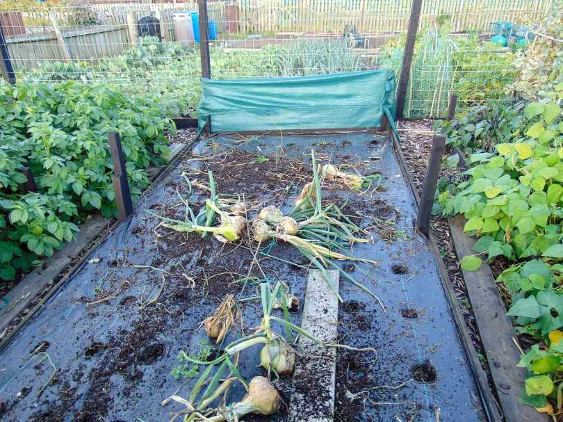 Picture of a raised bed with the remains of the seasons giant onions ready to pick up
