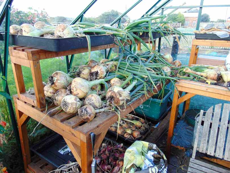 Picture of giant onions on a table in the greenhouse drying