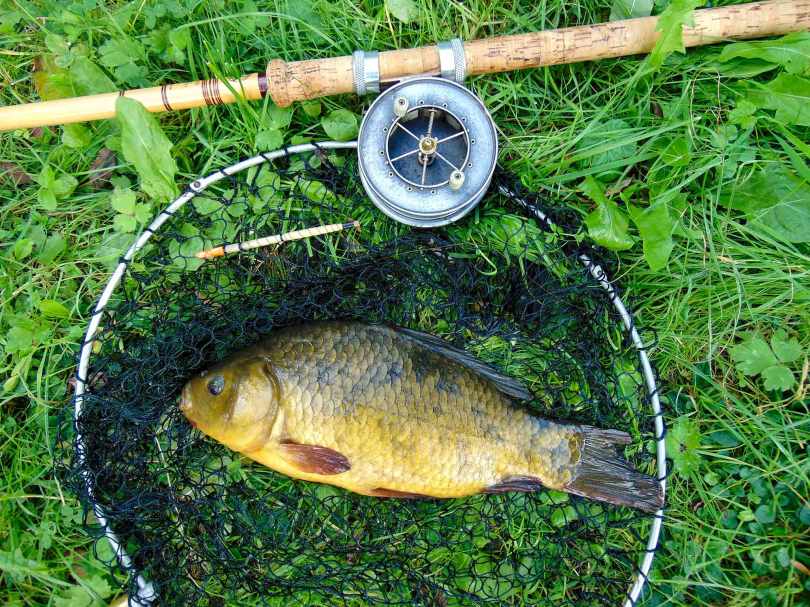 Picture of a Crucian Carp with an Edgar Sealy Floatcaster rod, Allcocks Popular Aerial reel and vintage landing net