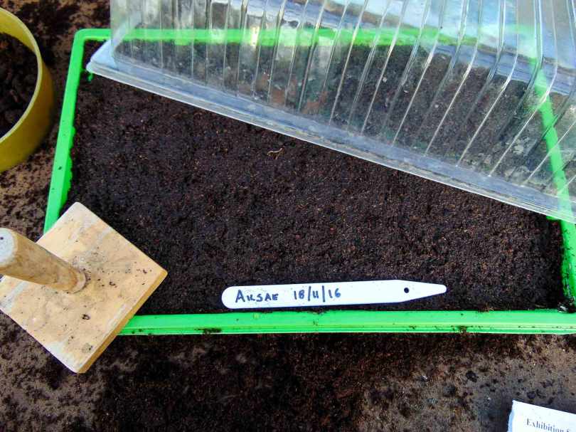 Picture of a seed tray with cover and seed label