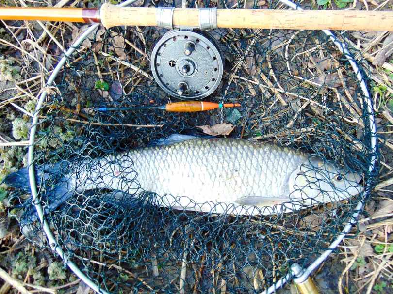 Picture of a Chub in a vintage landing net along with a Rapidex fishing reel mounted on a Fred J. Taylor split cane fishing rod