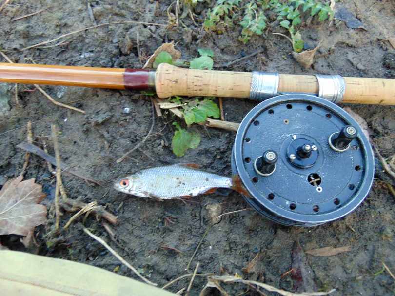 Picture of a small Roach with a Fred J Taylor split cane fishing rod and vintage Rapidex reel