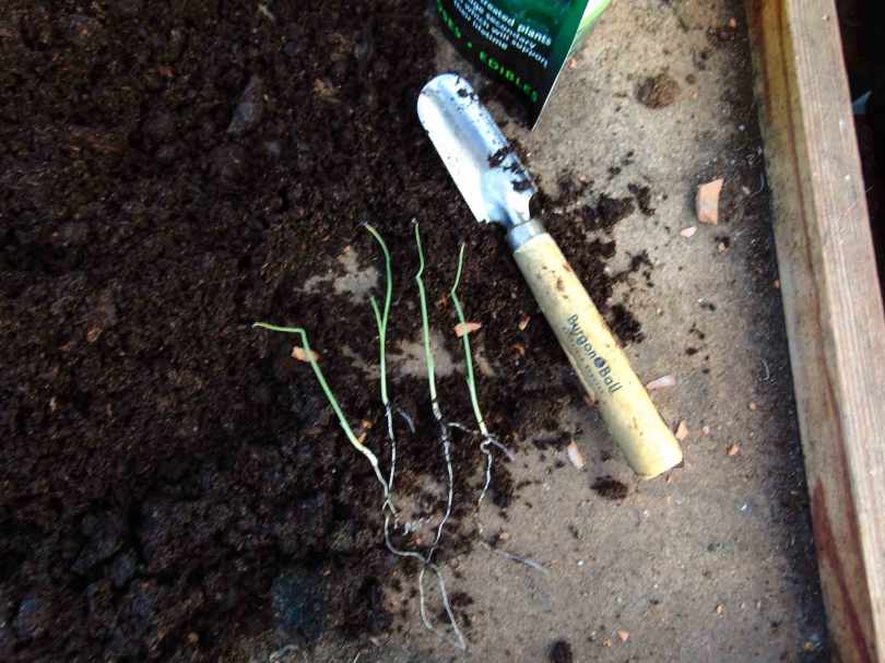Picture of Ailsea onion seedlings next to a small seedling trowel on top a a wooden potting bench