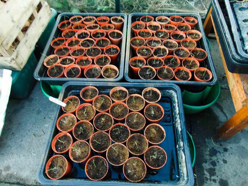 Picture of a tray of onion seedlings