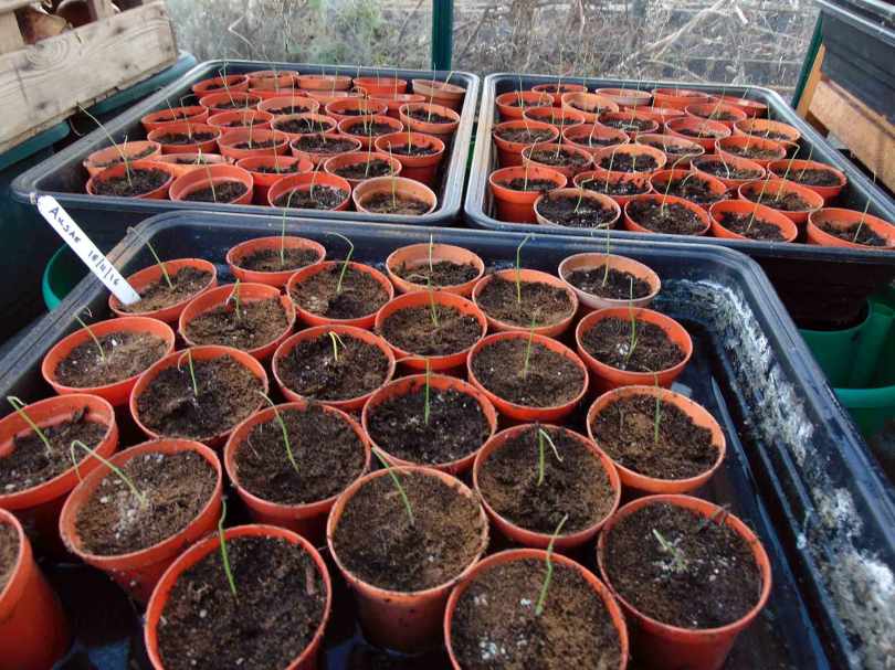 Picture of a tray of onion seedlings