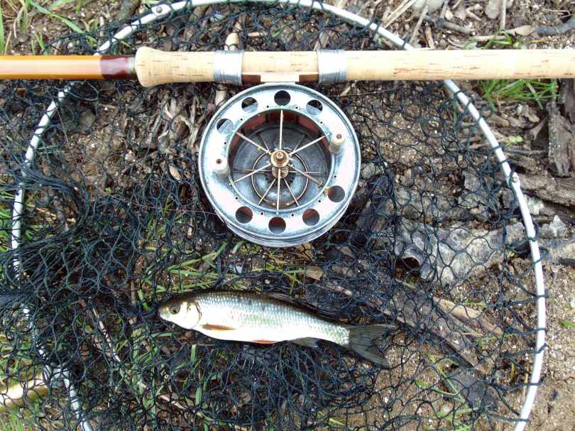 Picture of a small Roach with a Fred J Taylor rod and Allcocks Aerial fishing reel
