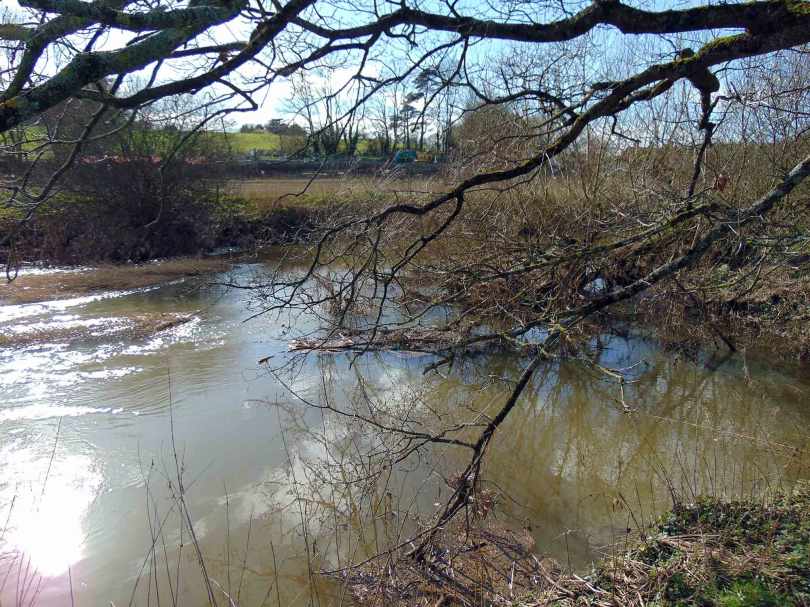 Picture of a sunlit snaggy swim on the river