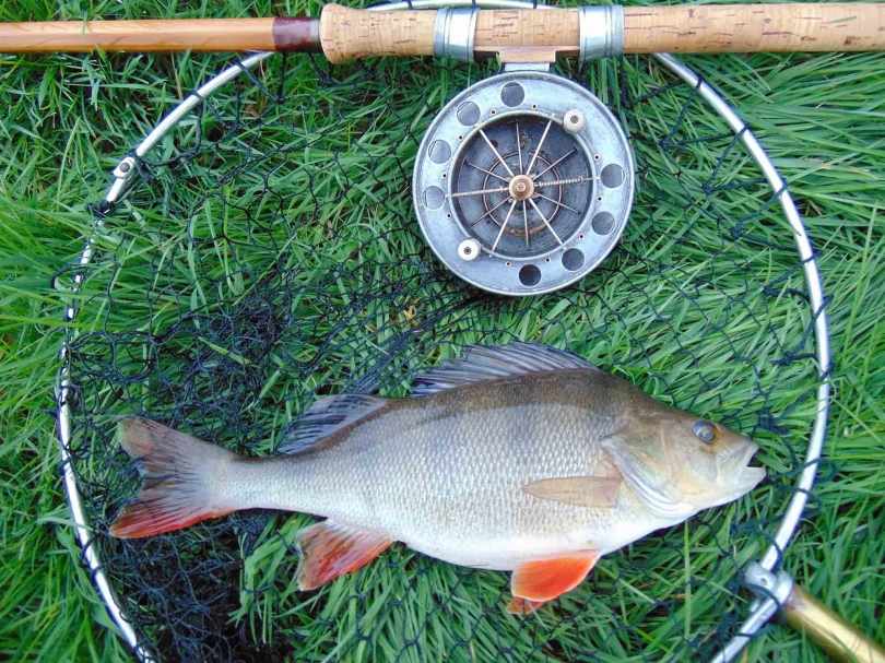 Picture of a river Perch with a Fred J Taylor fishing rod and Allcocks Aerial fishing reel