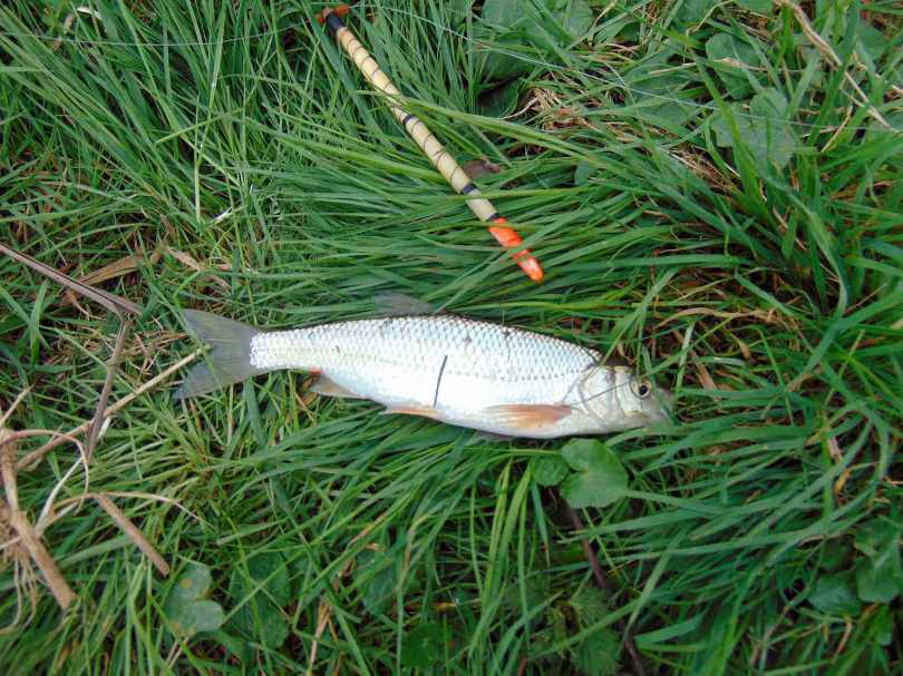 Picture of a good Dace next to a vintage fishing float