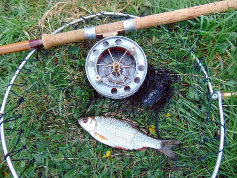Picture of a Roach in a vintage landing net with a Fred J Taylor split cane fishing rod